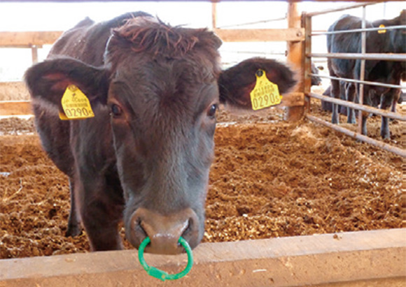 愛媛県内の指定された農家が生産する特別なブランド牛の写真
