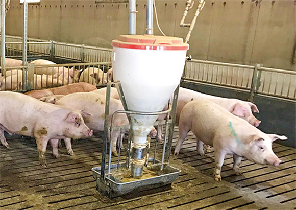 指定種豚場から供給されるハイコープ豚の写真