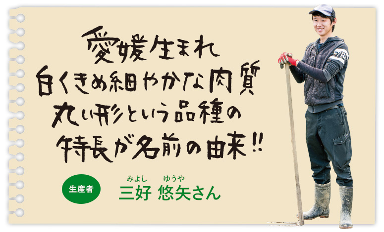 愛媛生まれ 白くきめ細やかな肉質 丸い形という品種の特長が名前の由来!!