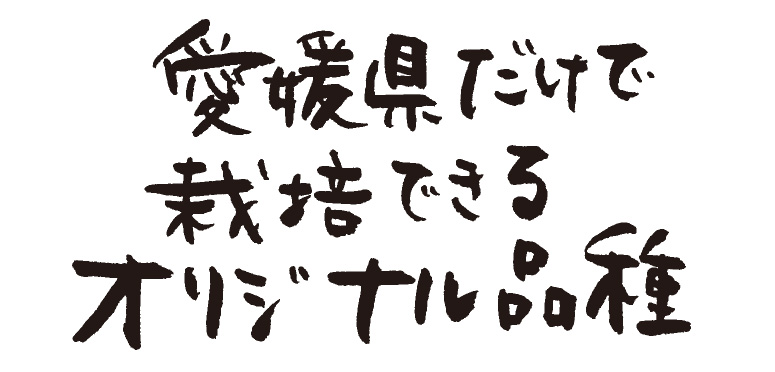 愛媛県だけで栽培できるオリジナル品種