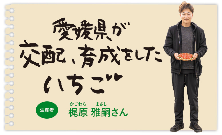 愛媛県が交配、育成をしたいちご