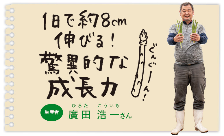 1日で約8cm伸びる!驚異的な成長力